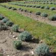 Michelle Peele will shield these lavender shrubs with fabric for the winter. The harvested lavender will get to dry in the new barn. SUSAN JOHNS/Wiscasset Newspaper