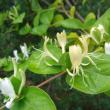 Lonicera Japonica, a form of honeysuckle, is on the invasive plant "hit list." Find out why in the first of two multi-day horticulture classes at Coastal Maine Botanical Gardens this month. The second class is a comprehensive workshop on woody native plants. Courtesy of William Cullina