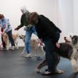 May Mitchell, foreground, with her Old English Sheepdog, Bernie, of Alna; Nancy Holmes, center, with her Carolina breed of dog, Bammy, of Newcastle; and, in the back, are Kim Odell and her Golden Retriever, Rufus, of Bath. SUSAN JOHNS/Wiscasset Newspaper