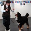 Barb Gibson of Edgecomb does some fancy stepping with Tugboat, her American Kennel Club breed champion Bernese Mountain Dog. SUSAN JOHNS/Wiscasset Newspaper