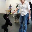 Bravo the miniature poodle  is on her toes for owner Lisa Best of Manchester. Bravo's also highly trained in nose work, Best said. SUSAN JOHNS/Wiscasset Newspaper