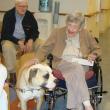 Bob and Jana Beattie, residents of the Lincoln Home, enjoy a few minutes greeting 15-month-old Millie during the dog therapy preparation course led by dog trainer Jean Conte April 4. LISA KRISTOFF/Boothbay Register