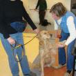  Mollie in a simulated arrival at a facility where a “staff member” greets the team. LISA KRISTOFF/Boothbay Register