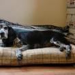 This senior dog, victim of a hit-and-run in Alna the night of May 21, is being treated at Woodbrook Animal Clinic in Wiscasset. SUSAN JOHNS/Wiscasset Newspaper
