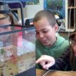 Sixth graders, left to right, Paige Adams, Josh Gabriele and Sam Myers watch the progress of the changing pollywogs. Courtesy of the Wiscasset Middle School