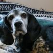 Freema, pictured days after her rescue, died June 1. SUSAN JOHNS/Wiscasset Newspaper