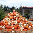 Piled into a pyramid, floating in a fountain, and appearing just about everywhere, a plethora of pumpkins and other gourds will help the Gardens make the transition to autumn and its brilliant colors. 