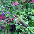Hungry hummingbirds are taking advantage of nectar-rich plants at Coastal Maine Botanical Gardens to prepare for their fall migration. Courtesy of Barbara Freeman