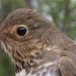 A Swainson’s thrush. Courtesy of David Bonter