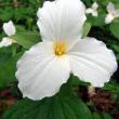 Gorgeous photos of plants, like this trillium by William Cullina, instructor of “After the Shutter Closes,” are just one type of image that can be enhanced and managed to great advantage. Courtesy of William Cullina
