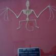 bat skeleton