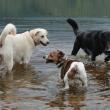 dogs