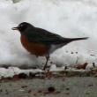 robin, bird
