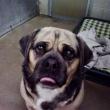 puggle
