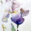 Iris by Kerry Rodrieguez
