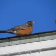 American robin