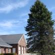 Wiscasset fir