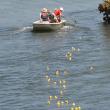 damariscotta duck ducky rubber quack maine