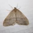 winter moth