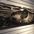 R. Keith Rendall “Eider Duckon Nest” woodcut