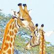 African giraffe, Kelly Brook