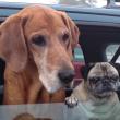 Photo of Buster and Mabel