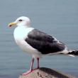 Slaty-backed Gull