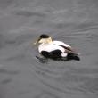 common eider, Jeff Wells, conservation, Birds of Maine, Ora Willis Knight