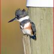 Belted Kingfisher, Boothbay Register