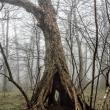 Appalachian Trail