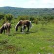 Appalachian Trail