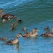 Common eider, Jeff and Allison Wells, Boothbay Register