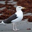 Great black-backed Gull
