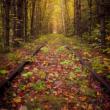 Doug Van Kampen photo