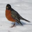 American robin, Jeff and Allison Wells, Boothbay Register, #bird-column