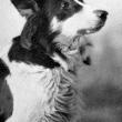 Jean the Vitagraph Dog 