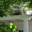 #bird-column, #boothbayregister