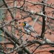 #bird-column, #boothbayregister