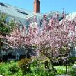 Peach Tree in Bloom