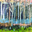 Carol Wiley