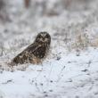 #bird-column, #boothbay-register, #wiscasset-register, #Jeff-and-Allison-Wells, #Maine, #birds