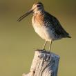 #bird-column, #Boothbay-Register, #jeff-and-allison-wells, #birds, #snipe-hunt, #Maine, #Wilson’s-snipe