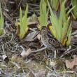 #bird-column, #Boothbay-Register, #jeff-and-allison-wells, #birds, #snipe-hunt, #Maine, #Wilson’s-snipe