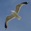 #bird-column, #gulls, #sea-eagle, #jeff-and-allison-wells, #Boothbay-register, #birds, #maine, #commongull