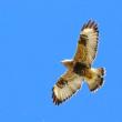 #bird-column, #boothbay-register, #Jeff-and-Allison-Wells, #birds, #maine, #rough-legged-hawk