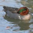#bird-column, #birds, #boothbay-register, #Jeff-and-Allison-Wells, #maine, #green-winged-teal