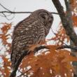 #bird-column, #jeff-and-allison-wells, #birds, #maine, #boothbay-register, #owls