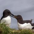 #bird-column, #boothbay-register, #jeff-and-allison-wells, #birds, #maine, #razorbill