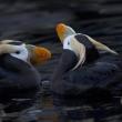 #bird-column, #jeff-and-allison-wells, #birds, #tufted-puffin, #boothbay-register, #maine