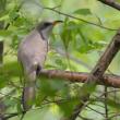 #bird-column, #cuckoos, #boothbay register, #jeff-and-allison-wells, #birds